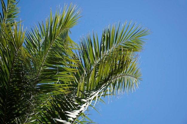 Single palm tree and sky in background