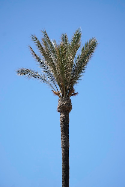 Single palm tree and sky in background