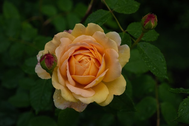 緑の背景に葉を持つ単一の桃のバラ。完璧な花。高品質の写真