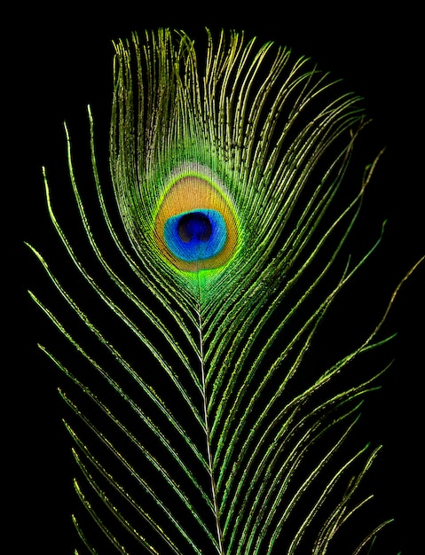 single peacock eye