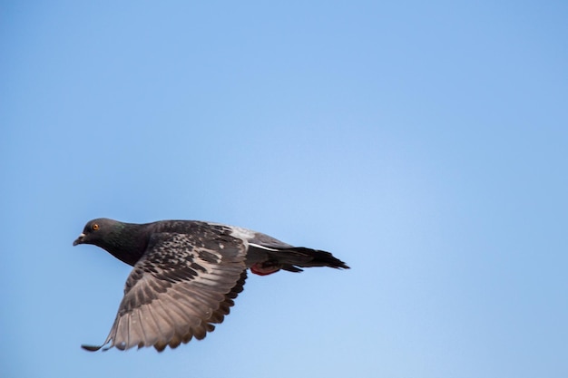 Single pigeon flying in air