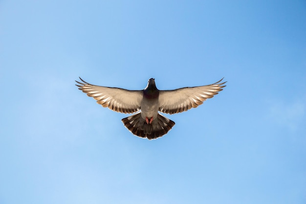 Single pigeon flying in air