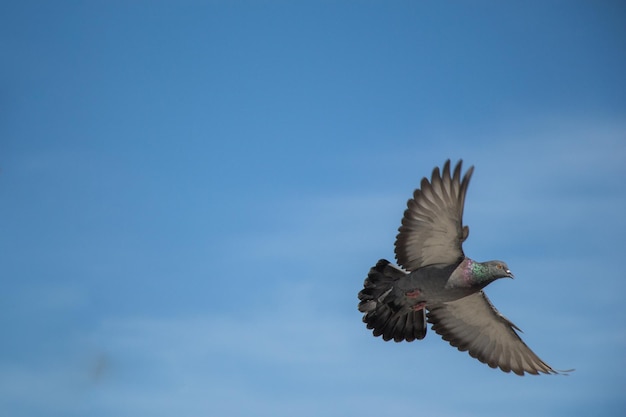 Single pigeon flying in air