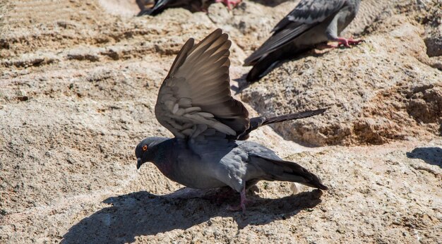 Single pigeon sitting on a rock background