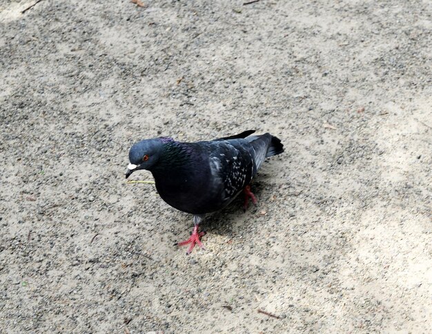 Single pigeon walking on the ground