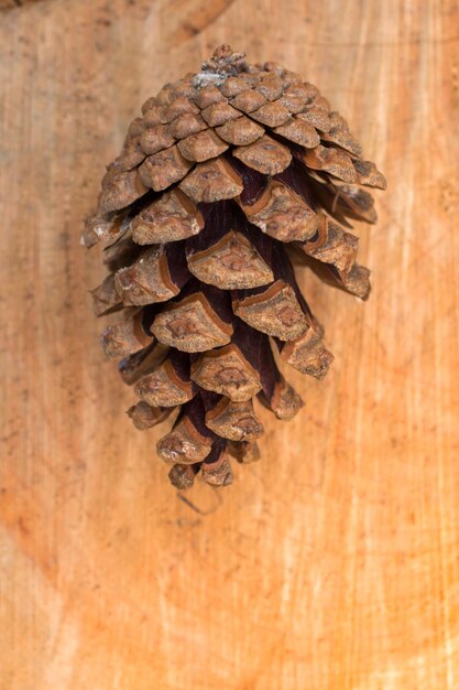 Photo single pine cone found on the wooden log