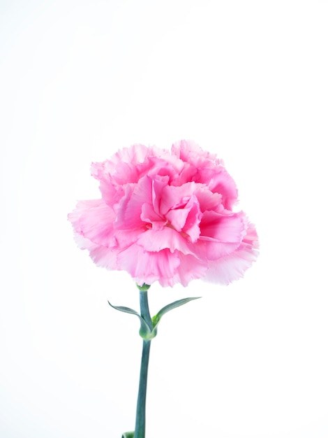 Один розовый цветок гвоздики на белом