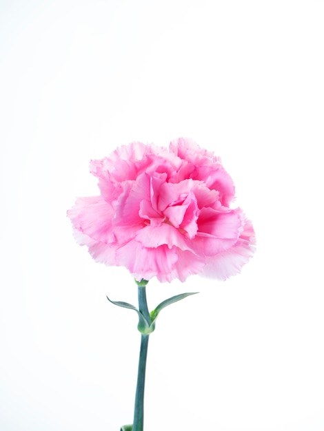 Single Pink carnations flower on white