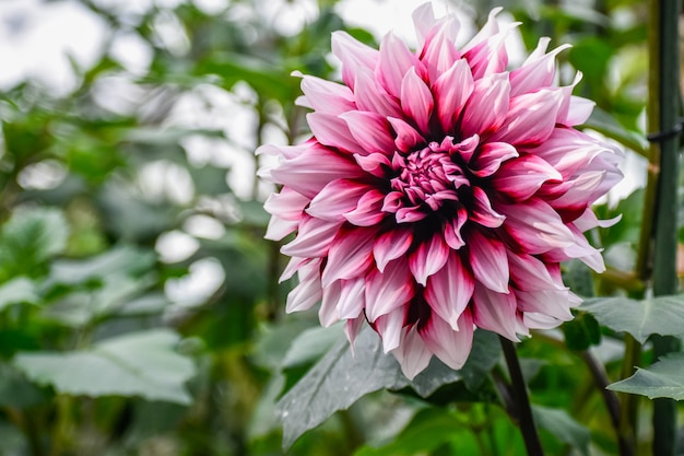 Foto singola dalia rosa variopinta in un giardino nella stagione primaverile