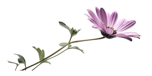 A single pink daisy flower on white background generative ai image