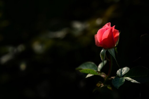 Photo a single pink flower budding in the dark with its head turned towards the sun