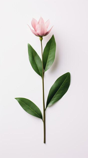 a single pink flower with green leaves on a white surface