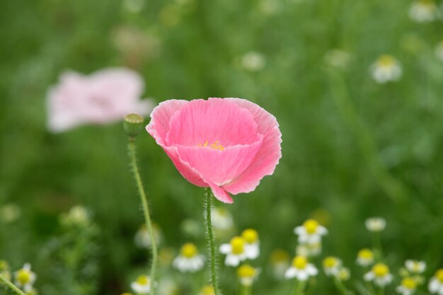 single pink flower