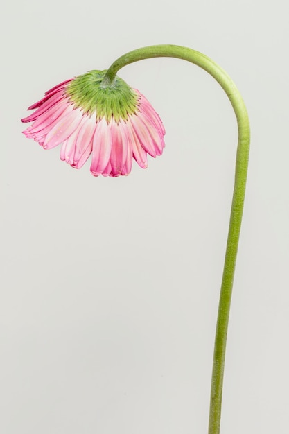 写真 灰色の背景に湾曲した茎を持つ単一のピンクのガーベラデイジーの花