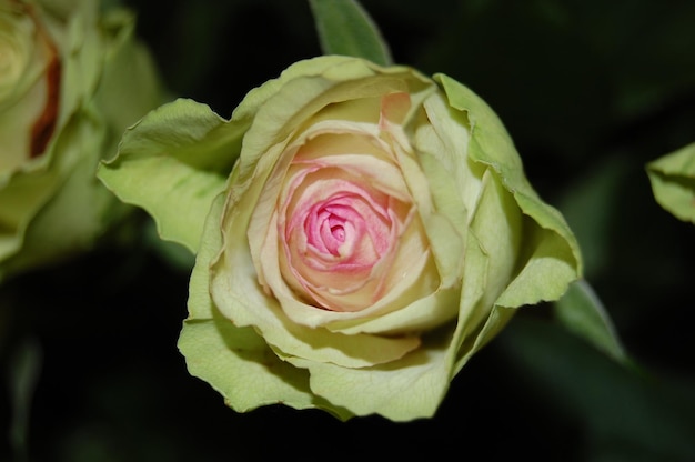 single pink green rose