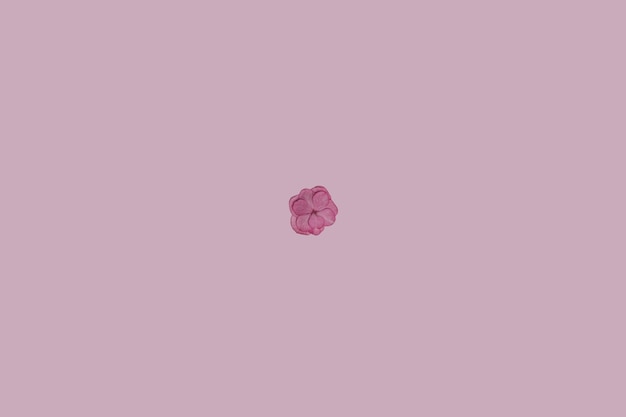 Single pink hydrangea petal on pink paper background. Flat lay, top view. Valentine's background. Floral wallpaper with copy space.