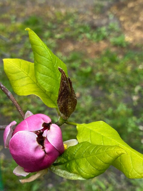 Photo single pink magnolia bud