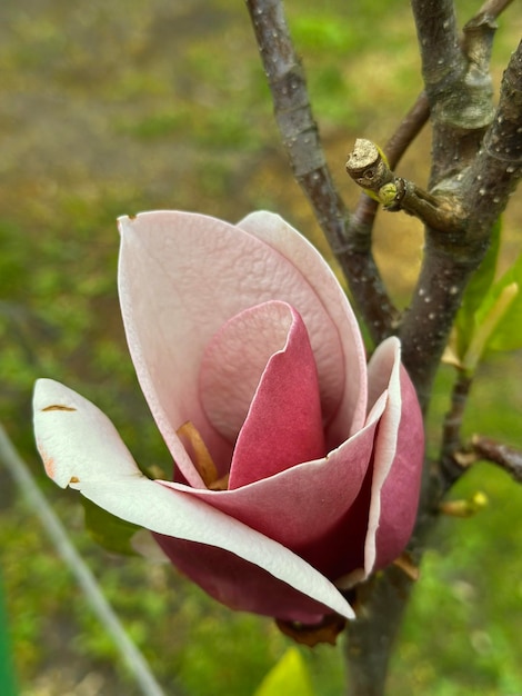Foto singolo fiore di magnolia rosa su un ramo