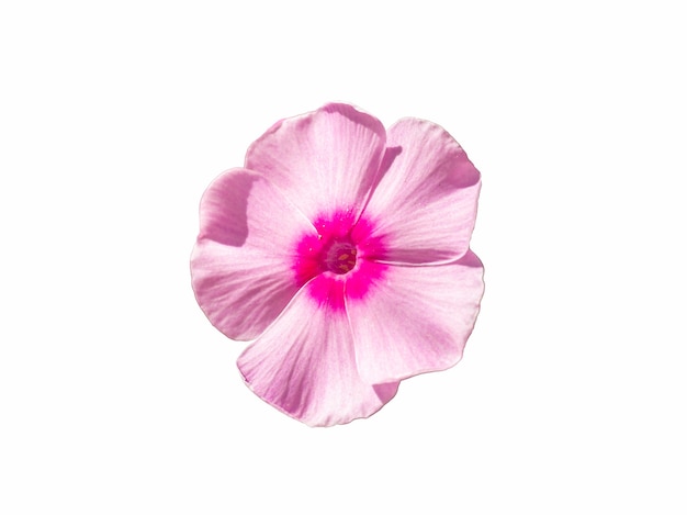 Single pink phlox flower isolated on a white background. Blossoming flower phlox, close up.