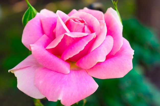 Single pink rose in the garden background Postcard