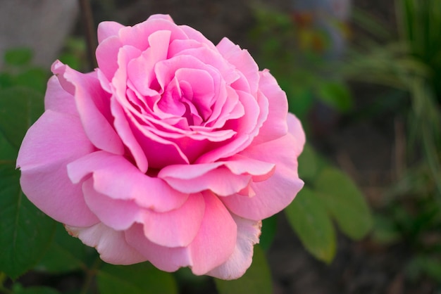 庭の背景にある単一のピンクのバラはがき