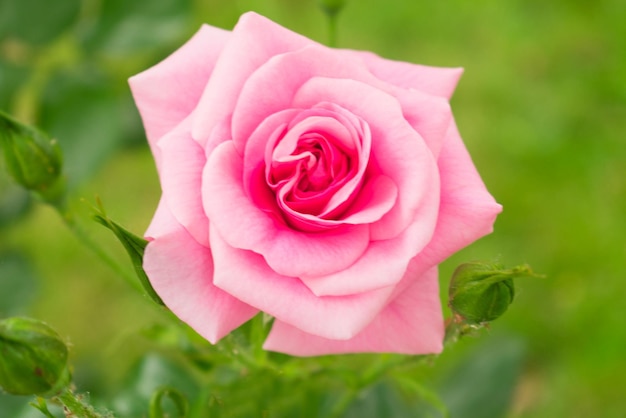 Single pink rose in the garden background Postcard