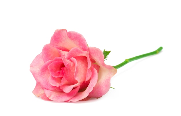 single pink rose, isolated 