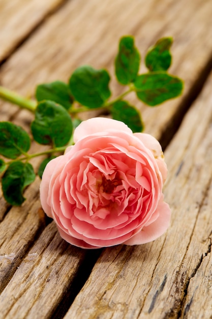 Single Pink rose on old wooden