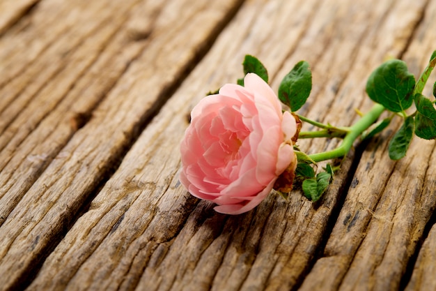 Single Pink rose on old wooden