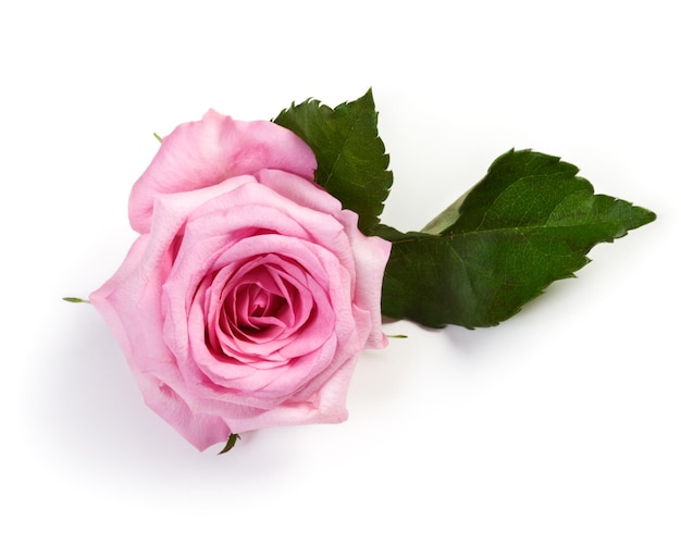 Single pink rose on white background