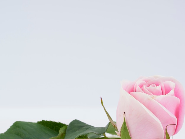 Single pink rose on white background.