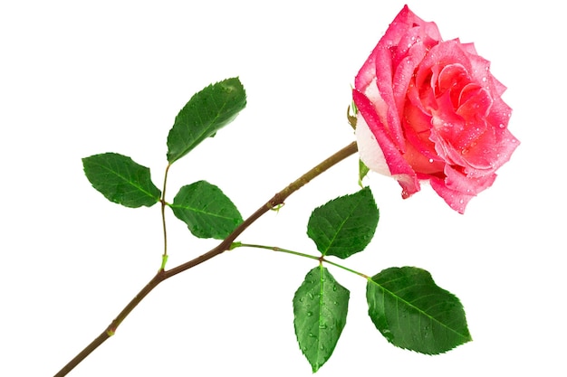 Single pink rose