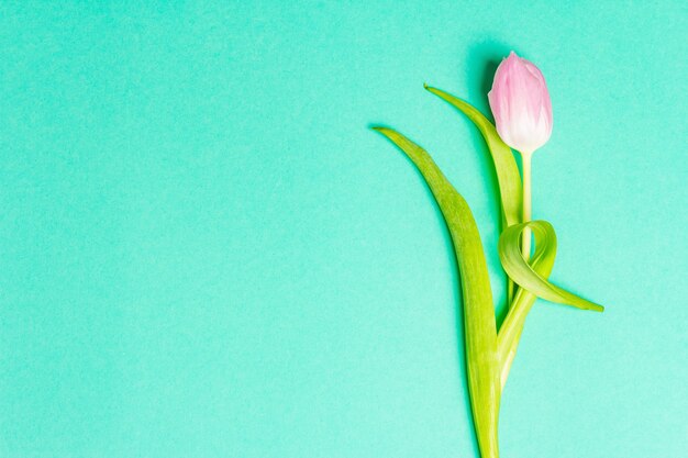 Single pink tulip on trendy turquoise background