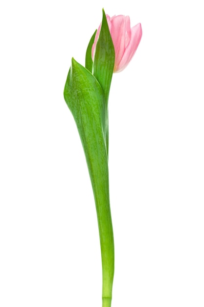 Premium Photo | Single pink tulip