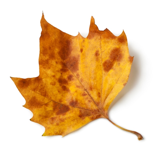 Single plane tree leaf isolated on white background close up