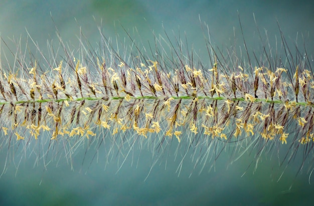 물에 단일 Poaceae 잔디 꽃