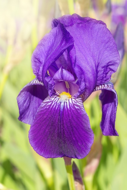 Single purple iris flower on green background on a sunny day