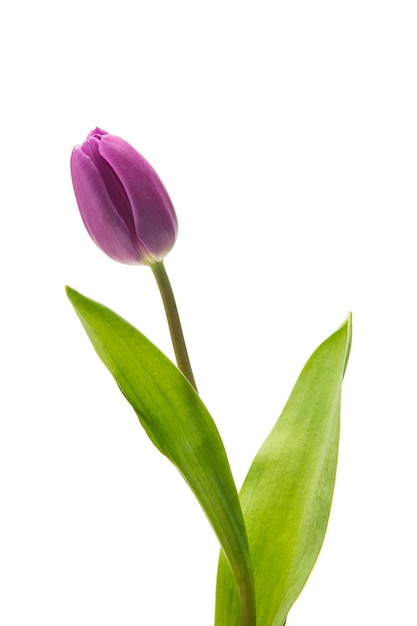 A single purple tulip flower isolated on white background. Taken in Studio with a 5D mark III.