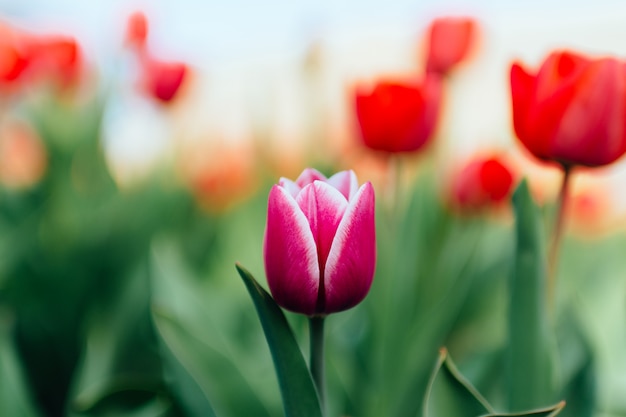 Single purple tulip flower with red tulips