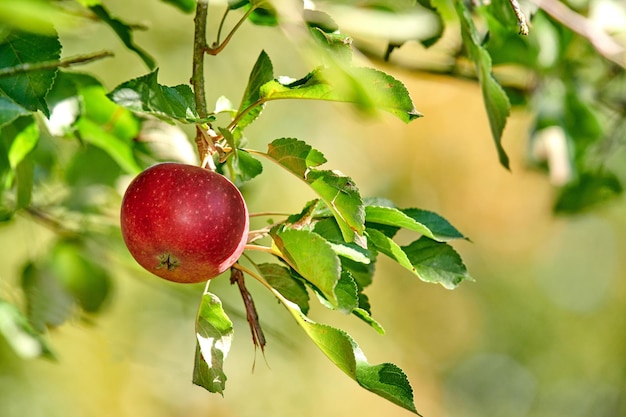 コピースペースのある屋外の持続可能な農場の木の枝に成長し、ぶら下がっている単一の赤いリンゴ 収穫のために栽培された熟したジューシーな果物 果樹園で育つ新鮮で有機的な農産物