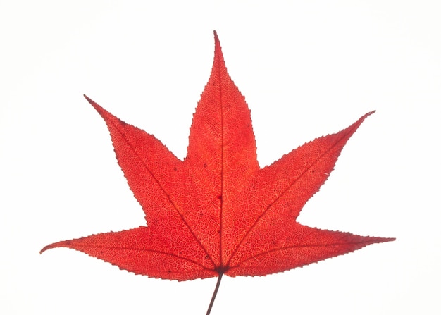 Single red autumn liquidambar or maple leaf isolated on white surface, clipping path