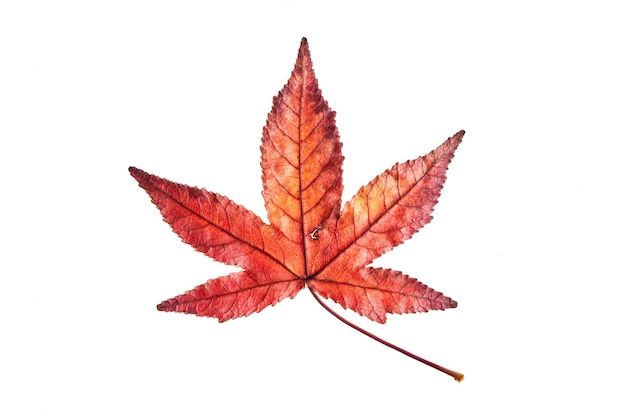 Single red autumn liquidambar or maple leaf isolated on white surface, clipping path