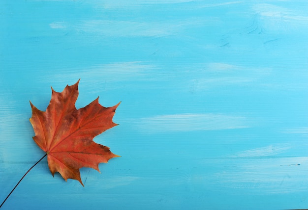 Single red Autumn maple leaf on a blue surface