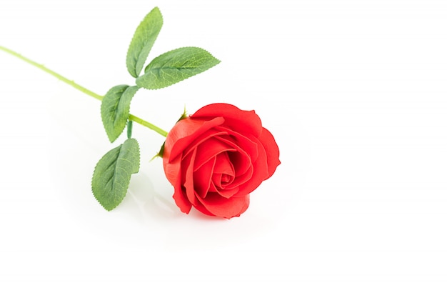 Singole rose rosse di plastica rosse su bianco