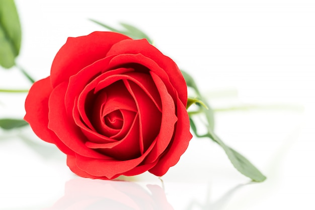 Singole rose rosse di plastica rosse su bianco