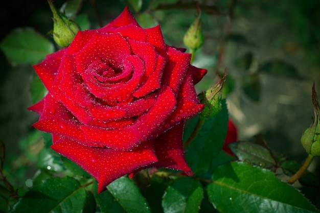 Single red rose outdoorcloseup