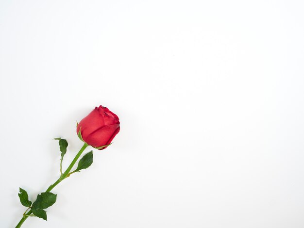 Single red rose on white background