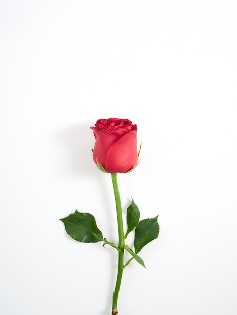 Single red rose on white background