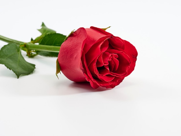 Single red rose on white background