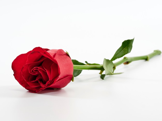 Single red rose on white background